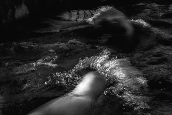 Animal swimming through dark water
