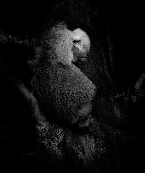 Hamadryas baboon portrait in black and white