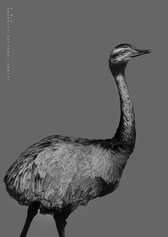 Emu portrait from All the things you are