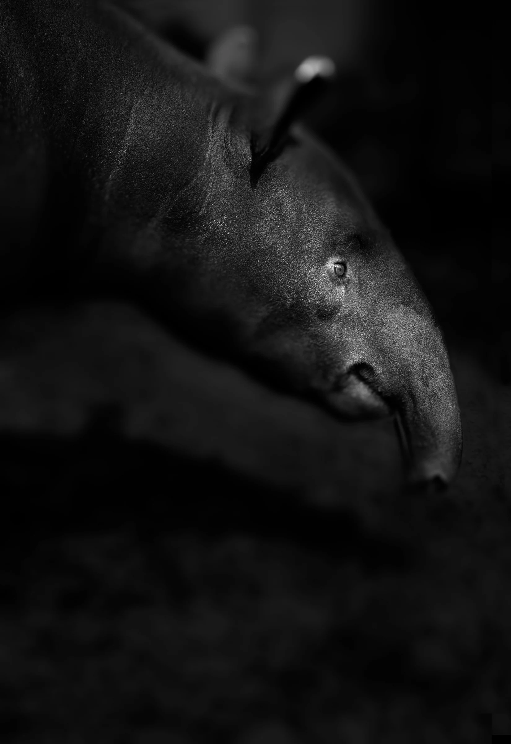 Tapir portrait in black and white