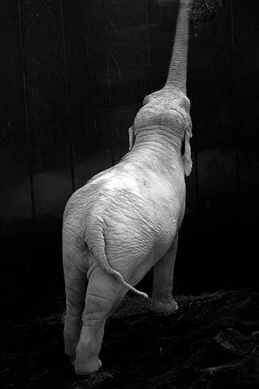 Elephant reaching upwards with its trunk