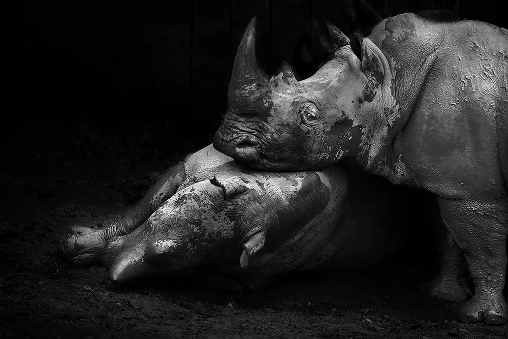 Southern white rhinoceros, All the things you are