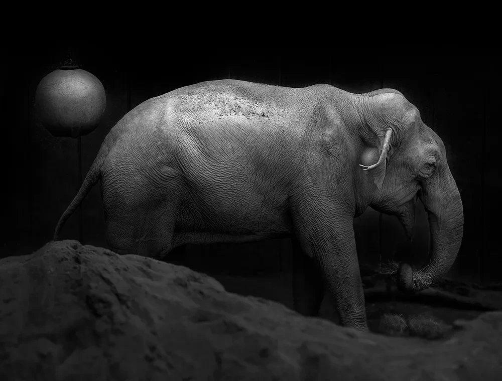 Asian elephant, All the things you are