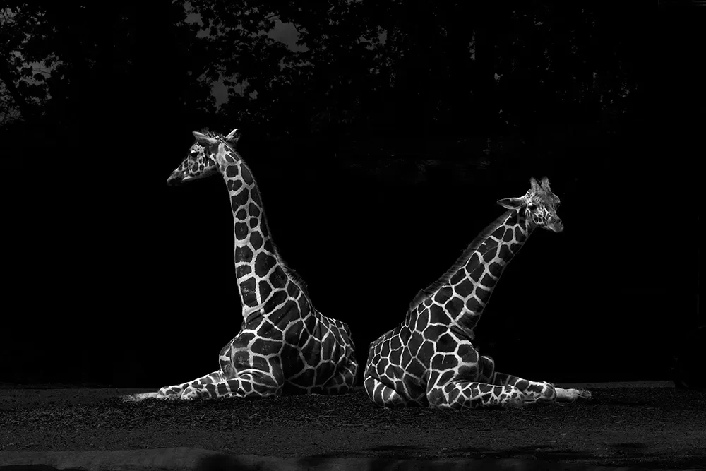 Reticulated giraffes, All the things you are