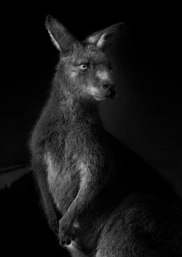 Rødhalset wallaby, der sidder oprejst mod en mørk baggrund, fra All the things you are